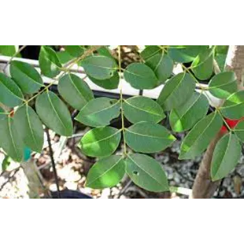 Fresh Mahogany Plants